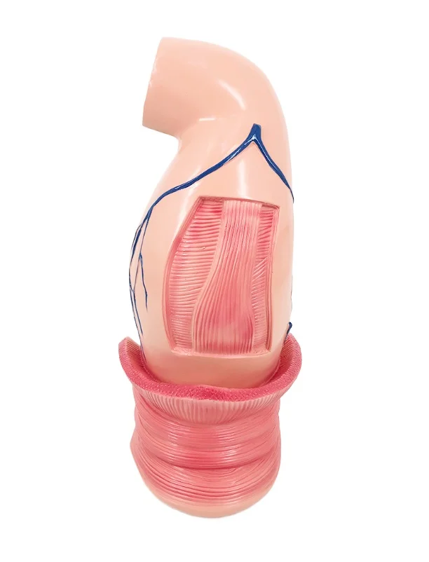 

Hot-selling high-quality enlarged rectal model