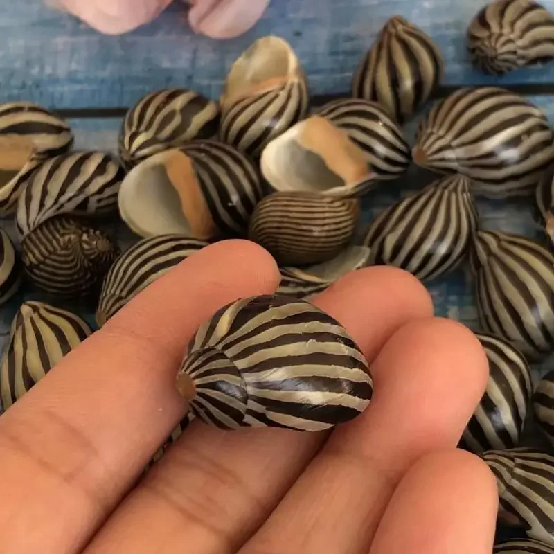 Natural Sea Snail Shell Rare Specimen Snail Snail Fish Tank Landscape Creative Gift Beach Decor Ocean Decor Seashells
