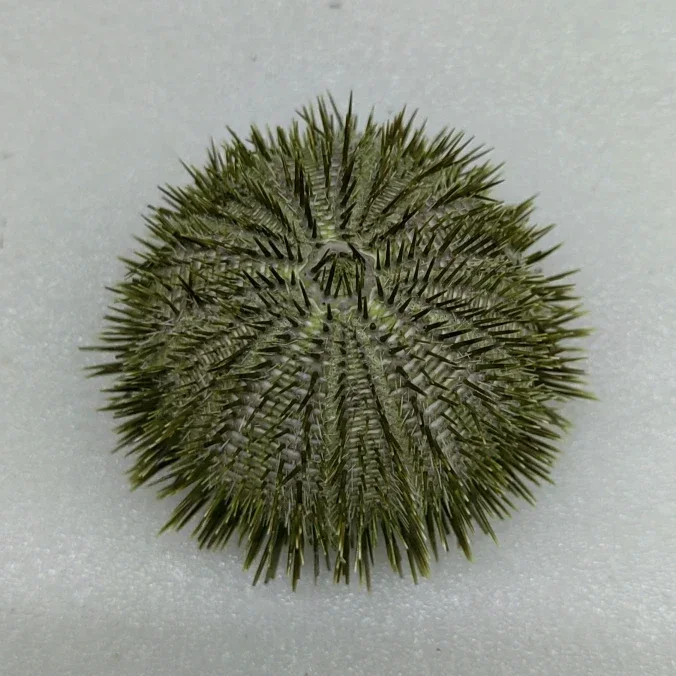 Natural Rare Collection Specimen Barbed Small Conch Sea Urchin Shell Fish Tank Home Decoration and Ornaments Sea Shells Nautical