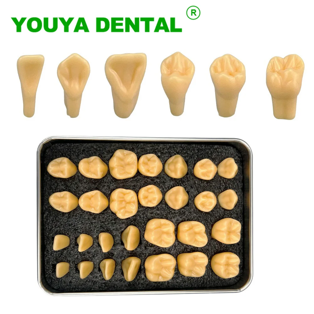 28pcs Dental Teaching Model Carved Tooth Model Prepare Tooth Model Teeth Comparison Reference Model for Dentist Student Study