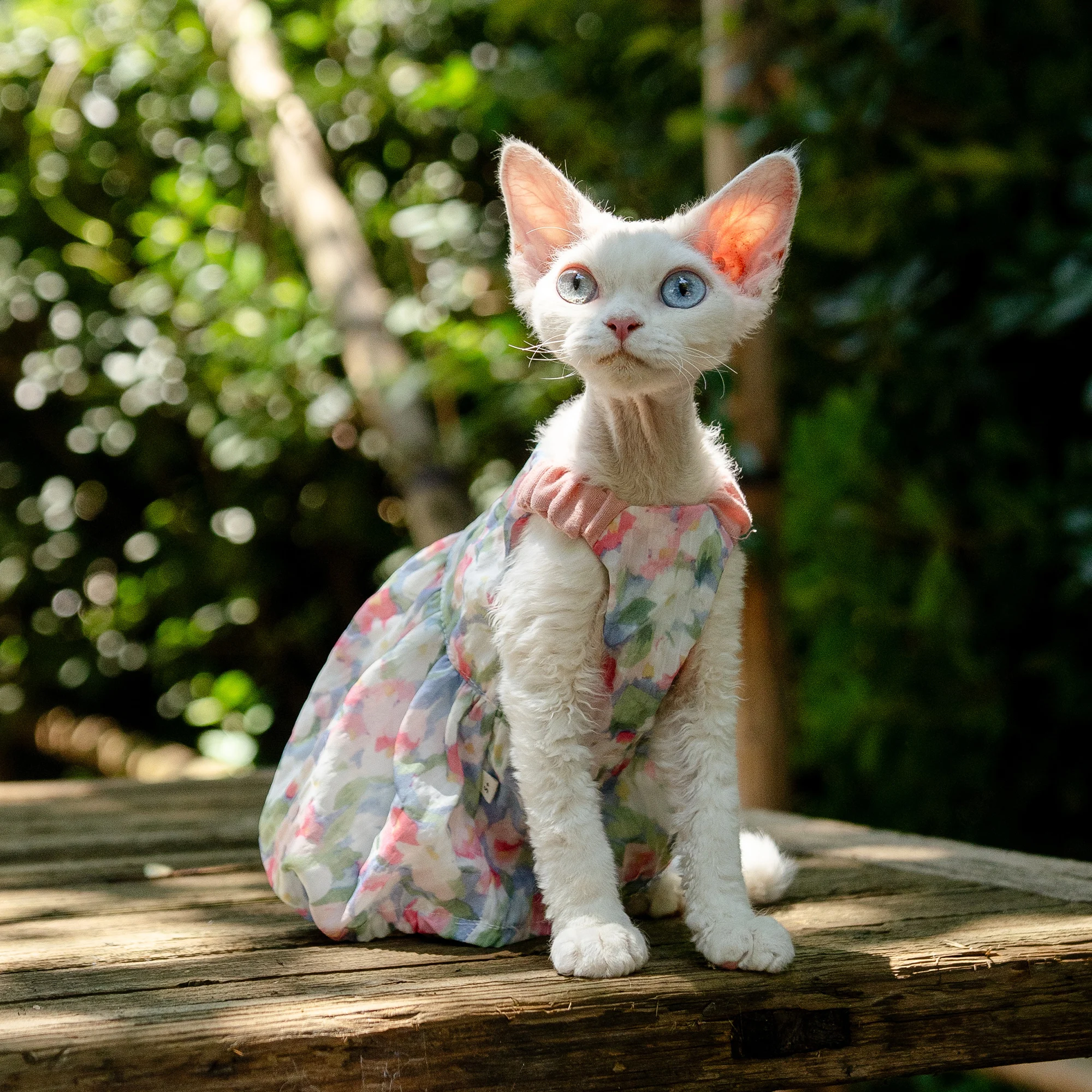 Cotton Lace Flower Dress for Sphynx Cat Soft Sleeveless Shirt for Female Cats Sweet Floral Vest Skirt For Devon Rex Cat Supplies