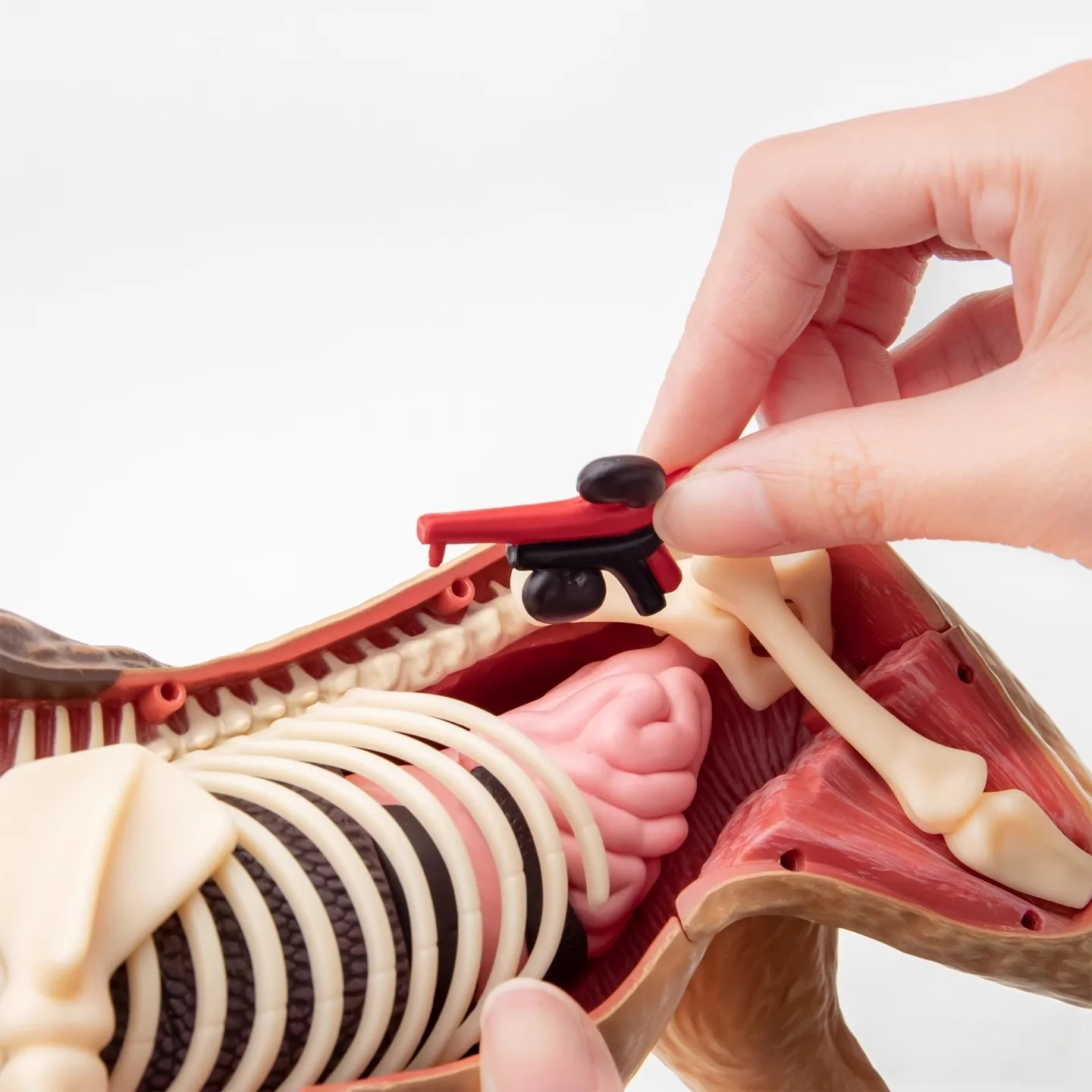 4D رؤية الأسد تشريح نموذج محاكاة واقعية الحيوانات البرية البلاستيكية نموذج لغز تجميع الأدوات التعليمية