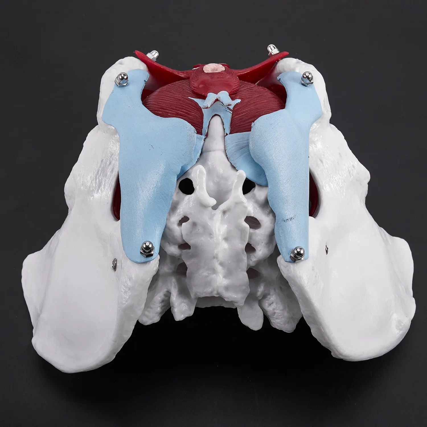 【Flash-Deal!】Female Pelvis And Reproductive Organs Model Female Bladder Pelvic Floor Muscle Rehabilitation Anatomical Model