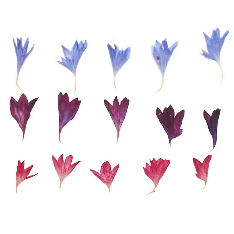 1~2CM/40&20PCS Real Pressed Tiny Dry Nail Art Flowers,Natural Small Dried Cornflower Flower Heads For DIY Craft Resin Jewellery