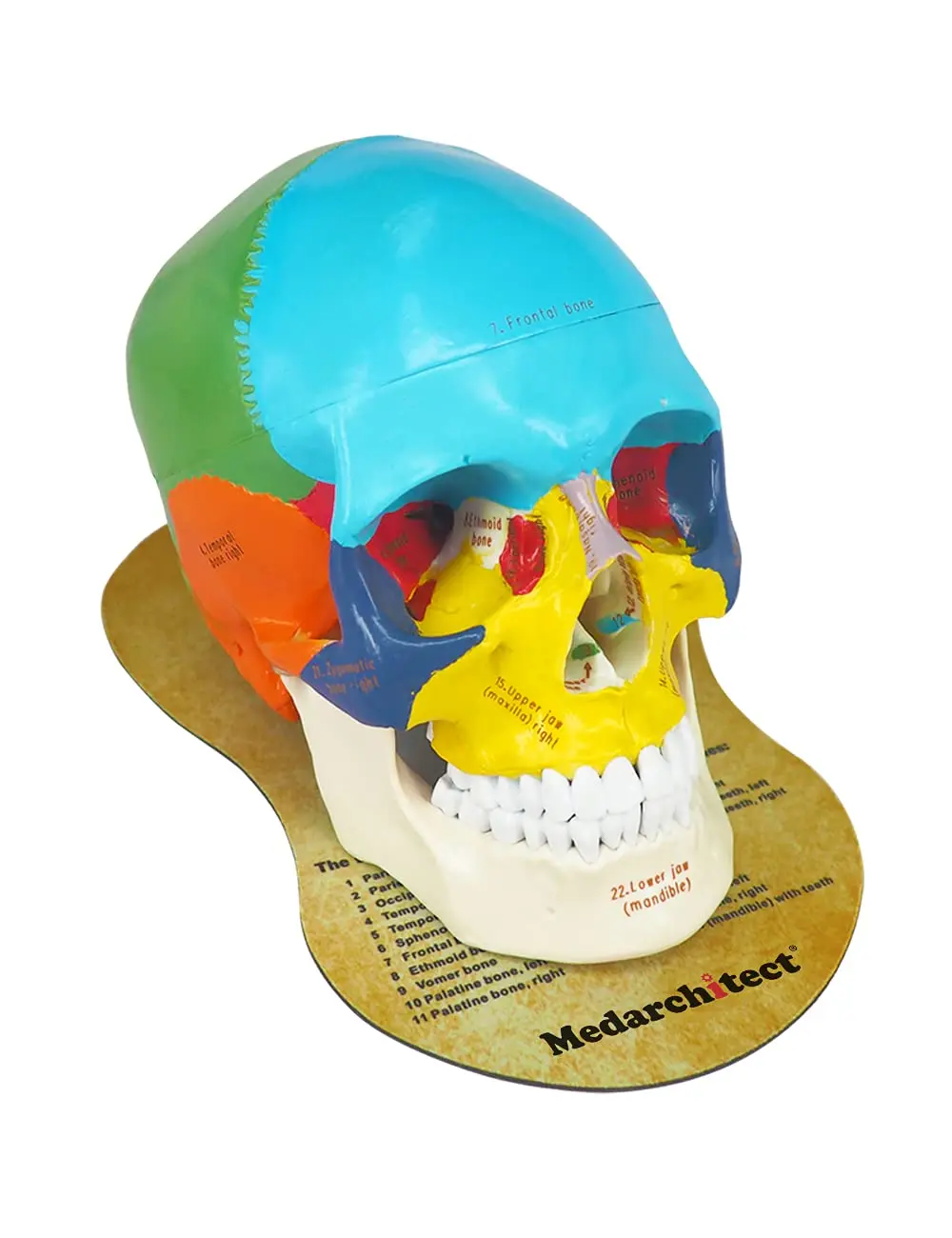 

Medarchitect Human Head Skull Anatomical Model Life Size Laser-Etched Fonts Skull Diagram Pad for Medic Anatomy Course Display