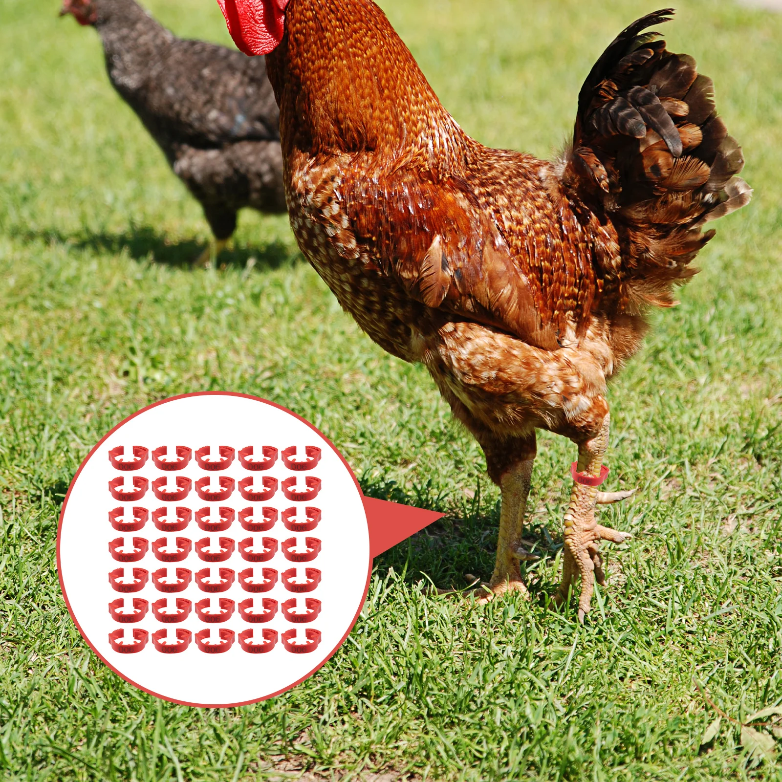 

100pcs Digital Anklet Poultry Identification Leg Rings for Chicken Bird Plastic Durable Reusable Lightweight Storage