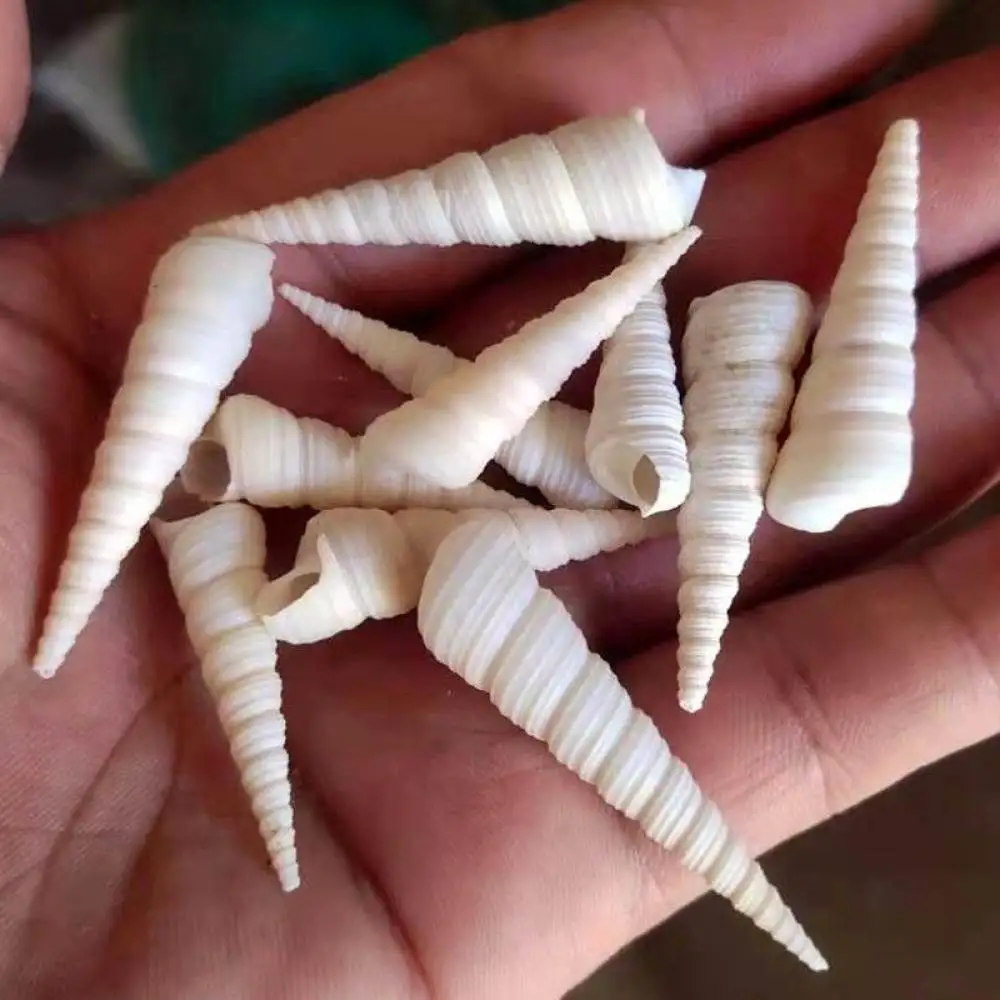 Natural Seashells Starfish Mixed Ornament Aquarium Tank Scenery Hermit Crab Shells DIY Craft Handmade Art Supplie Material