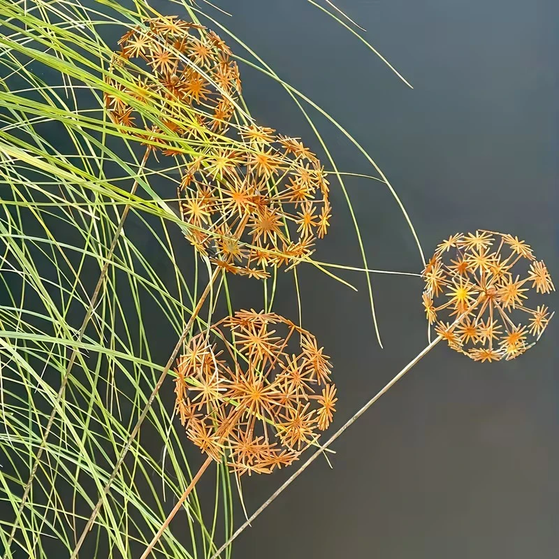 New NEW Vintage Metal 3D Dandelion Garden Sculptures Dandelion Garden Stake Decoration Metal Outdoor Sculpture Outdoor Decor