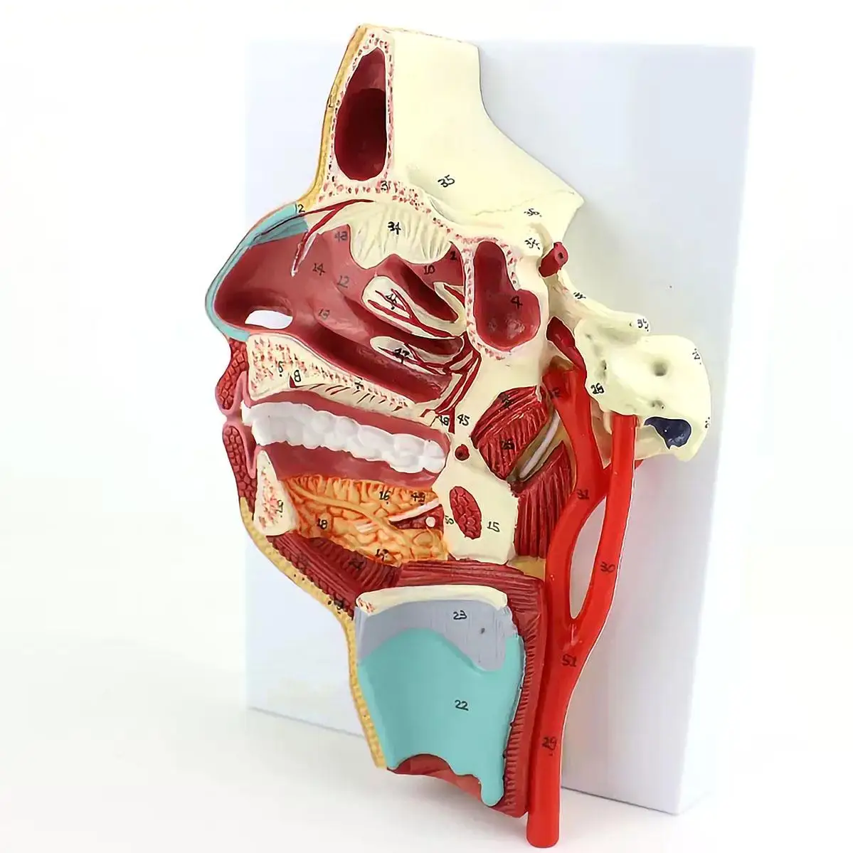 PVC Human Vascular Nerve in the Medial Surface of the Oral, Nose Throat Model Anatomical Models Teaching