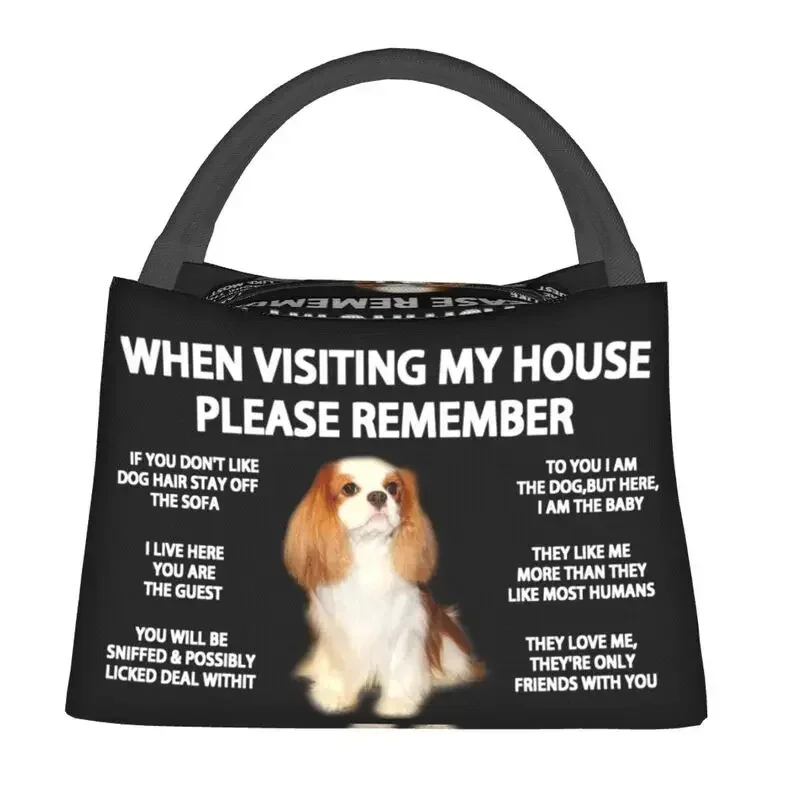 Caixa térmica de Bento para homens, adequada para piquenique ao ar livre, Cavalier King, charles Spaniel, Cão, Refrigerador reutilizável, Lunch Bags isolados