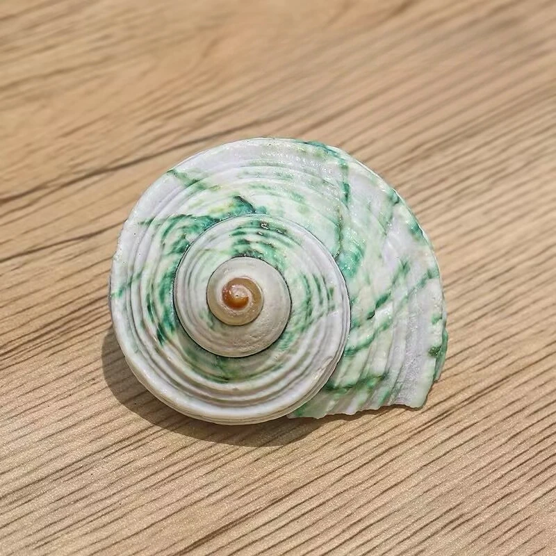 Milk Green Rong Snail Specimen Natural Small Conch Shell Fish Tank Landscaping Decorative Ornament Roll Shell Fish Hermit Crab