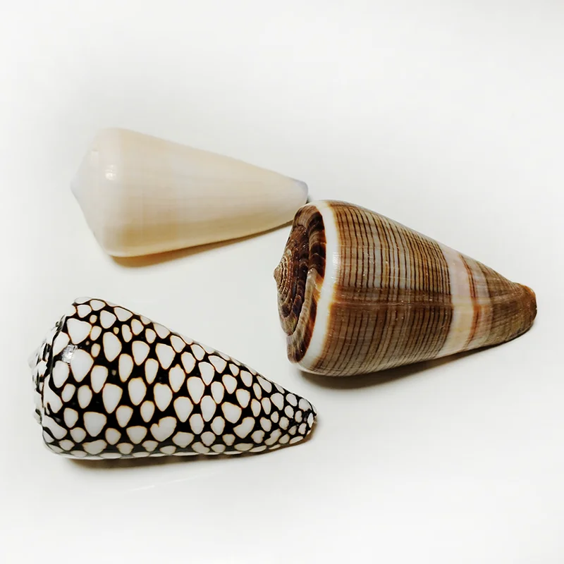 3 PC Assorted Large Cone Sea Shells Big Pretty Cone Conch for Home Decorations, DIY Crafts, Fish Tank and Shell Collectors