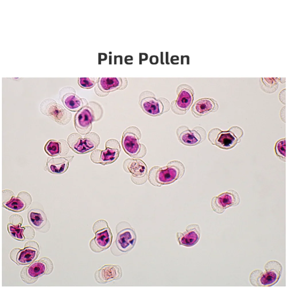 Vetrini per microscopio preparati per l'educazione della fornitura della fabbrica in Cina per l'insegnamento