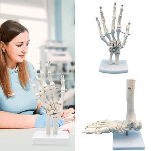 أعلى 7 مبيعات لدمية التشريح - رقم 7