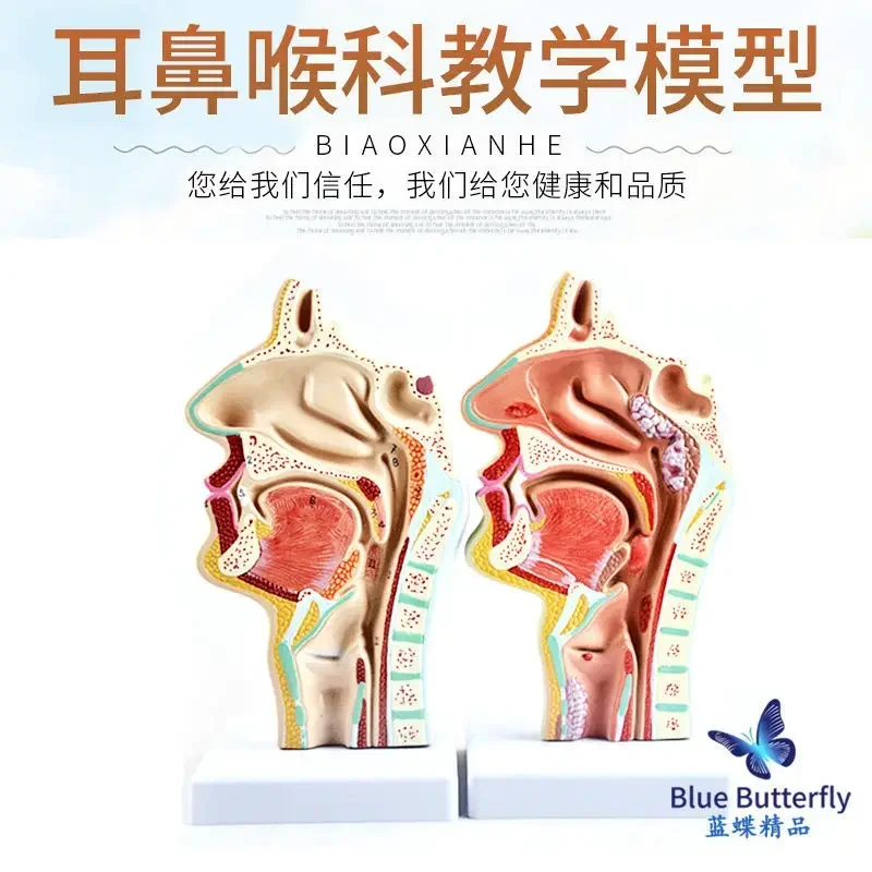 A Simulated Nasal Cavity Model, Pharyngolaryngeal Anatomy, Otorhinolaryngology, Internal Oral Vascular Nerve Teaching Aids