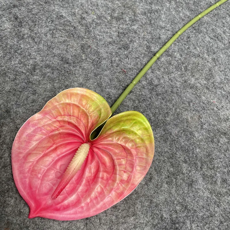 anthurium big leaves Anthurium 'Jungle Giant' x luxurians main image 1