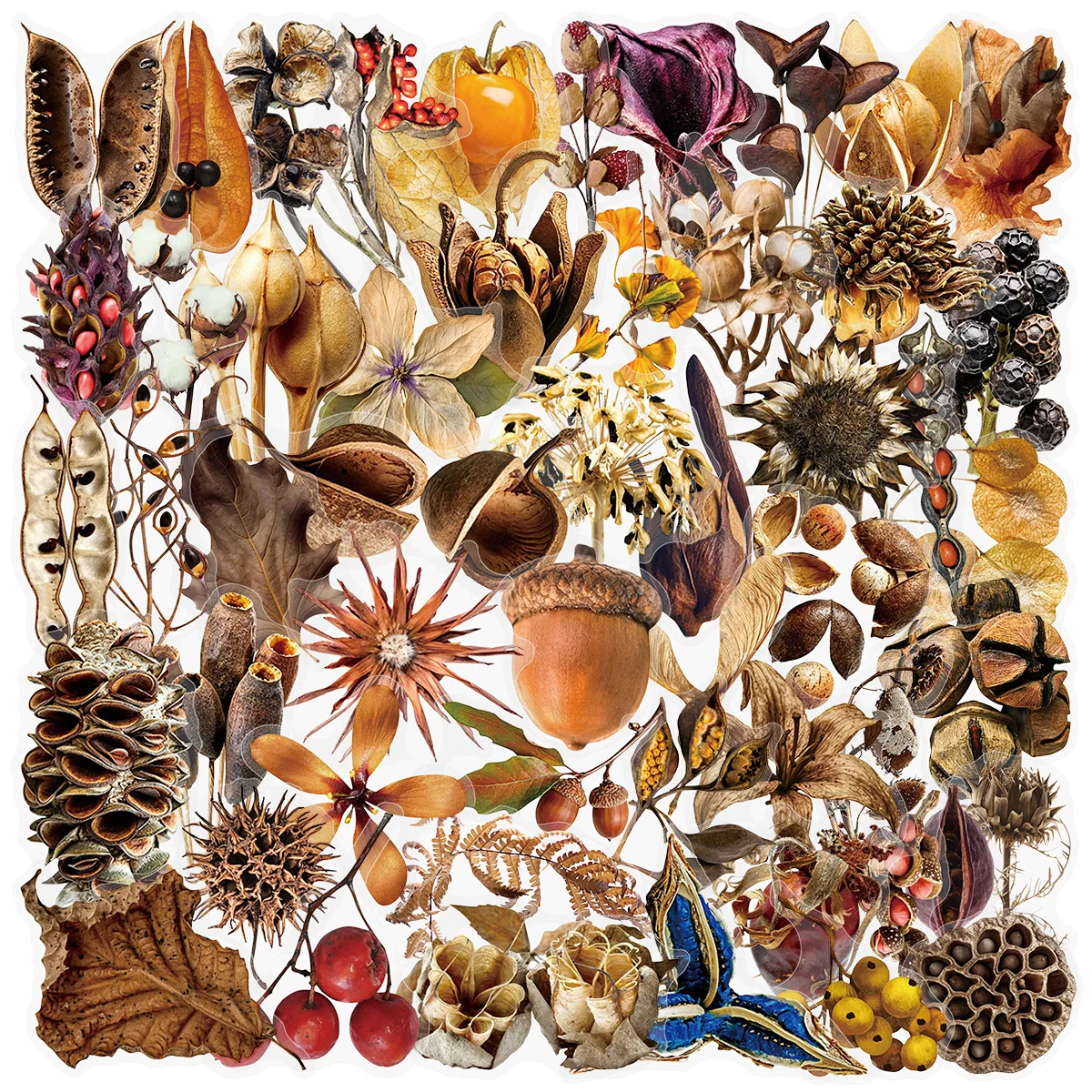 50Pcs Vintage Mori Style Dried Flower Fruit Shell Stickers PET Plant Material Stickers Journal Collage Epoxy Handmade Decoration