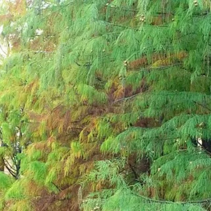 

2 пары пропеллеров IFlight Nazgul Cine 2525 2.5X2.5X3 с тремя лопастями для RC FPV фристайл-дронов Cinewhoop 2.5 дюйма