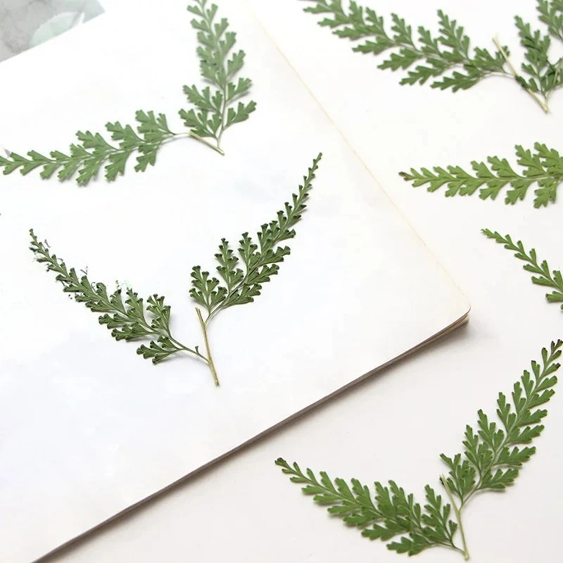 Nature Pressed Fern Branches,dry Flower DIY Bookmarks Greeting Cards Drip Gum Phone Case Photo Frame True Leaf Plant,5-7cm/12pcs