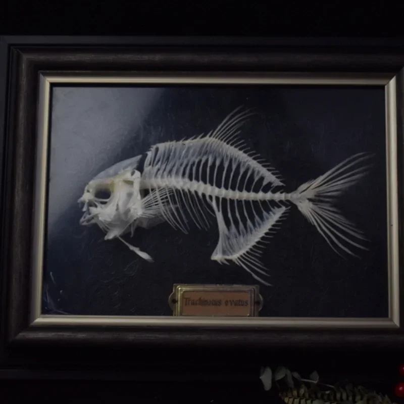 2021 Golden Pomfret Fish Skeleton Resin Bone Model Educational Science Display Art Craft Collection Marine Biology Study Decor