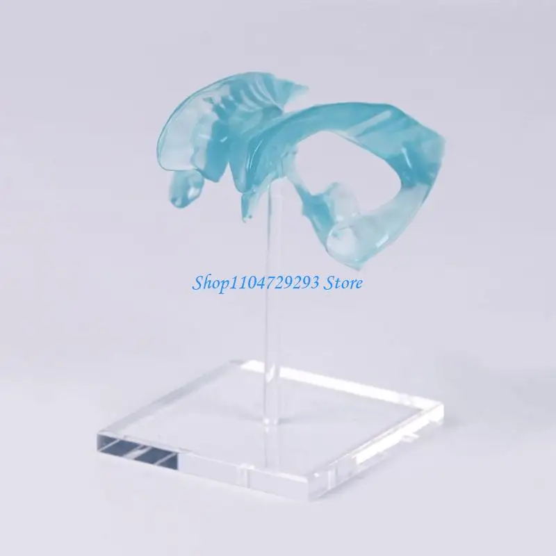 

Y2GD Precisions Human Ventricle Model Acrylic Support for Neurology Education Study