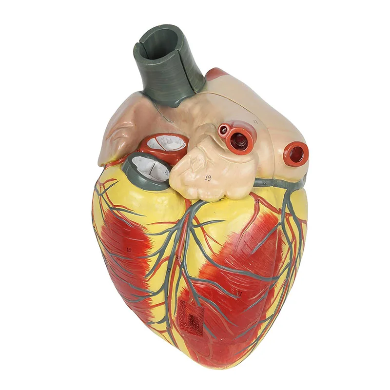 Human Heart Model Anatomical Detachable Cardiology Ultrasound B Super Heart Anatomical Model