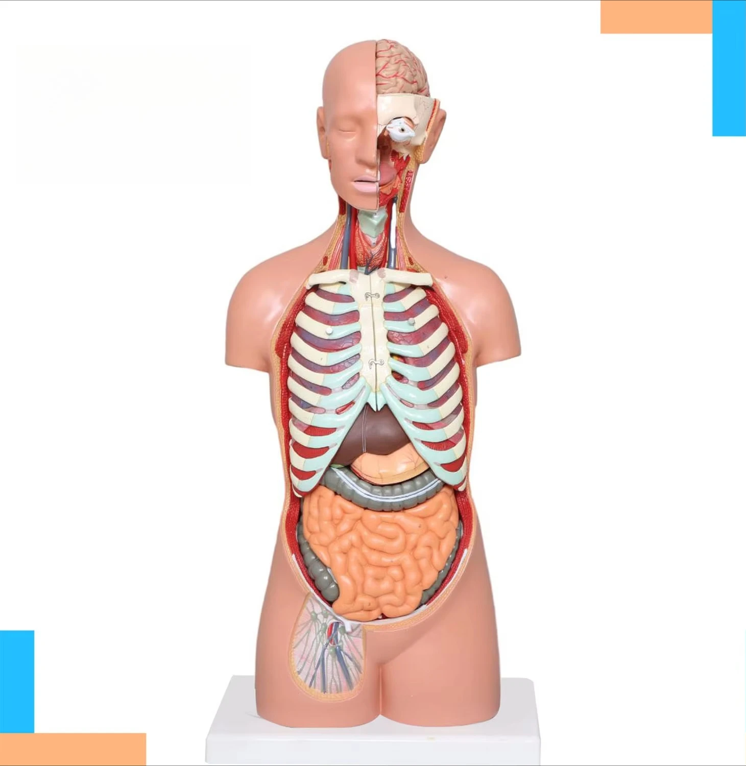 Medical Torso Human Body Anatomy Doll 17 Removable Parts Sexless Anatomical Education Organs Teaching CE/ISO