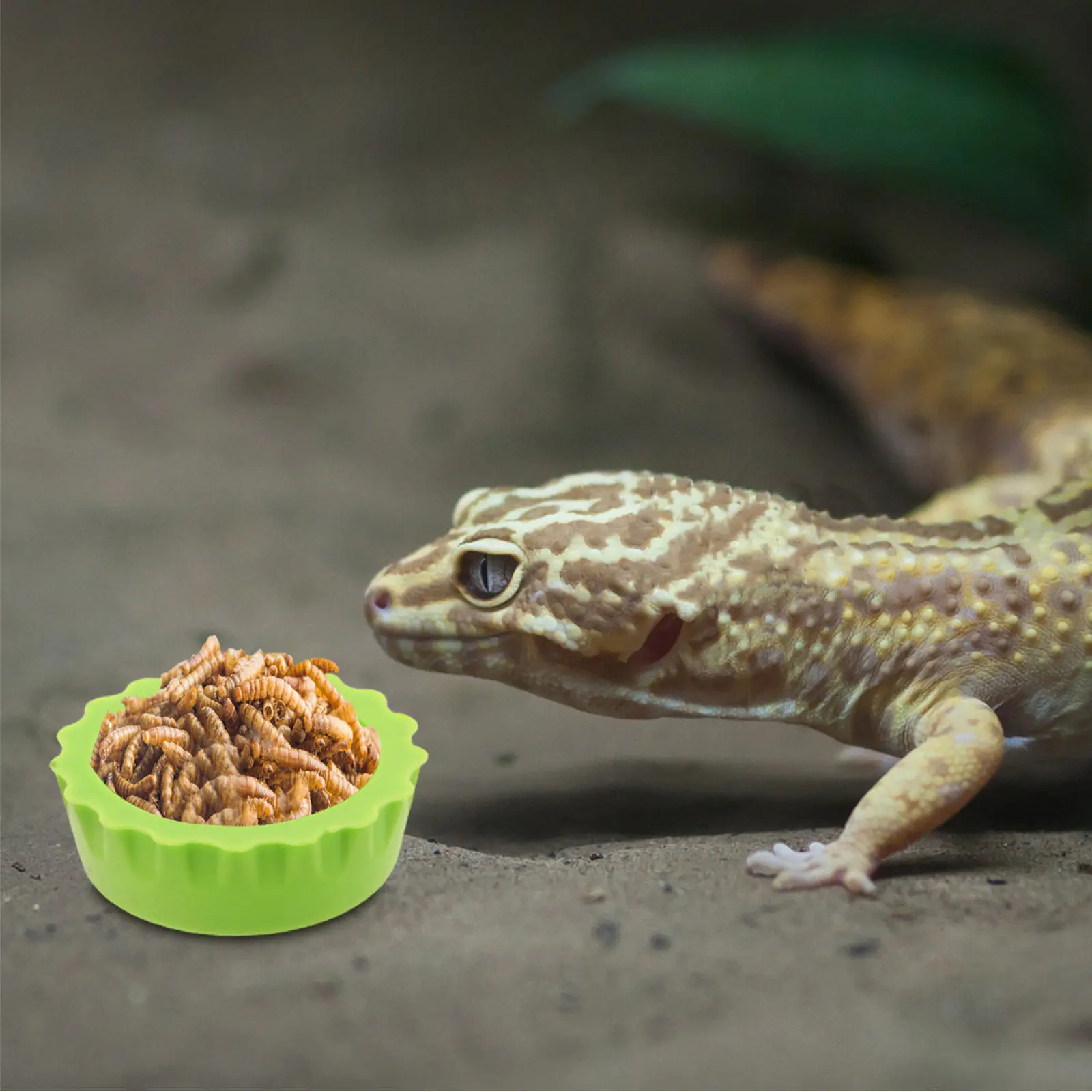 30Pcs Reptile Feeding Food Cups Leaf Design Easy Clean Water Bowl Reptile Food Bowl Set Gecko Lizard Feeding Dish Chameleon