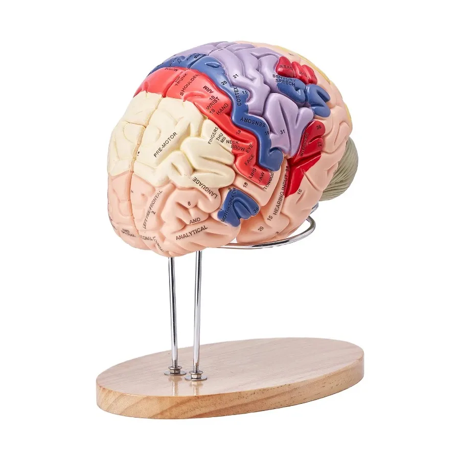 

Human Brain Model Anatomy 2X LifeSize 4Part Human Brain Anatomical Model with Labels and Display Base ColorCoded Detachable Br