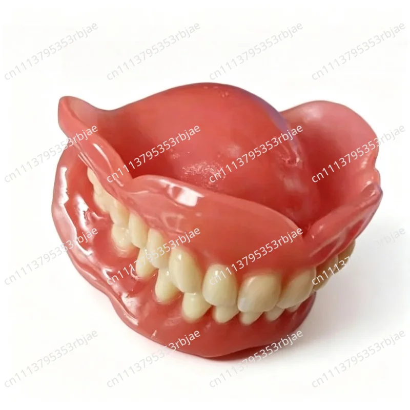 Used for Teaching Nursing Display, Dental Mold, Elderly Removable Denture Cleaning Demonstration
