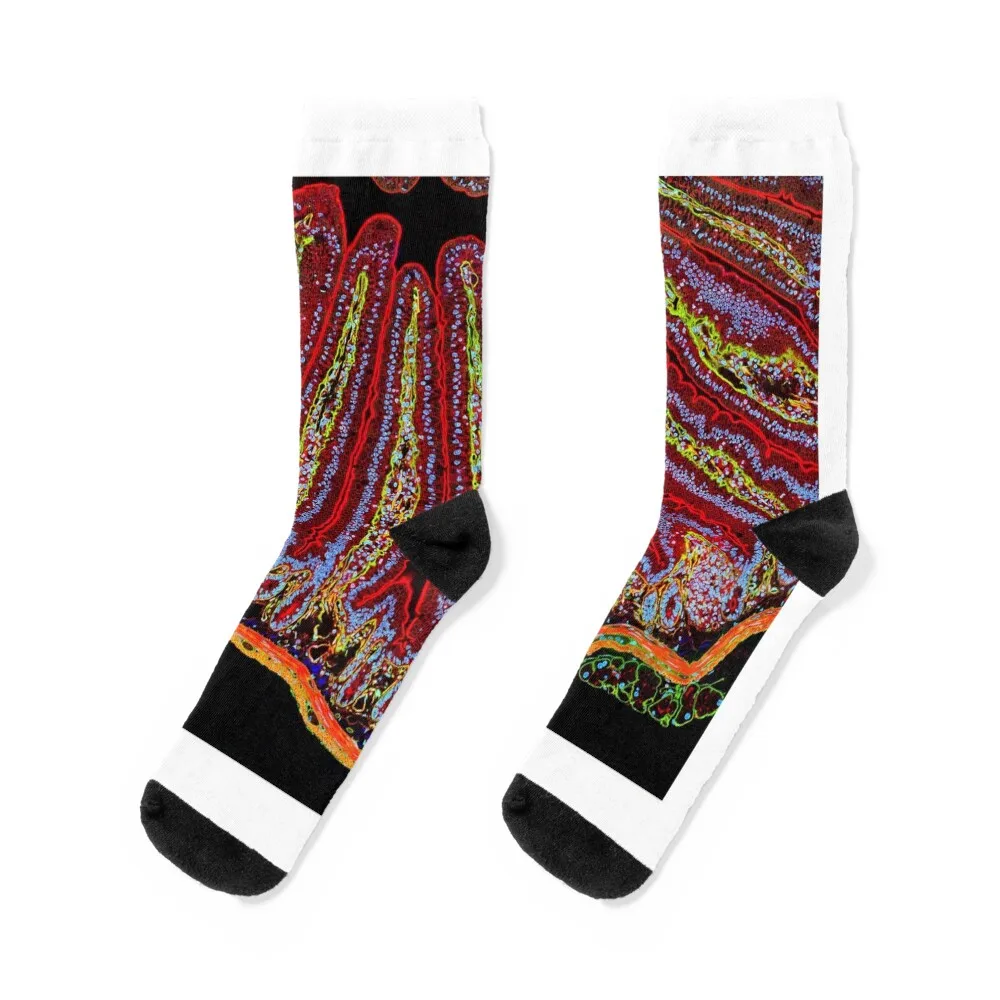 

Small intestine villi, section (P520/0244) Socks hip hop new in's cotton floor Designer Man Socks Women's