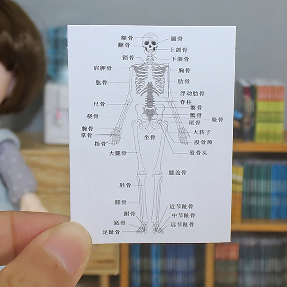 15Pcs 1/12 Dollhouse Miniature Accessories Mini Human Body Structure Diagram Skeleton Diagram for Doll House Decoration ob11 bjd