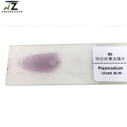 Plasmodium Vivax Smear Parasitology Microscope Prepared Slides Manufacturer
