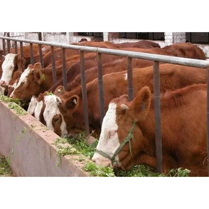 Electric Chaff Cutter, Forage Grass Chopper Hay Straw Shredder Machine for Livestock Animal Feed Making on Farm