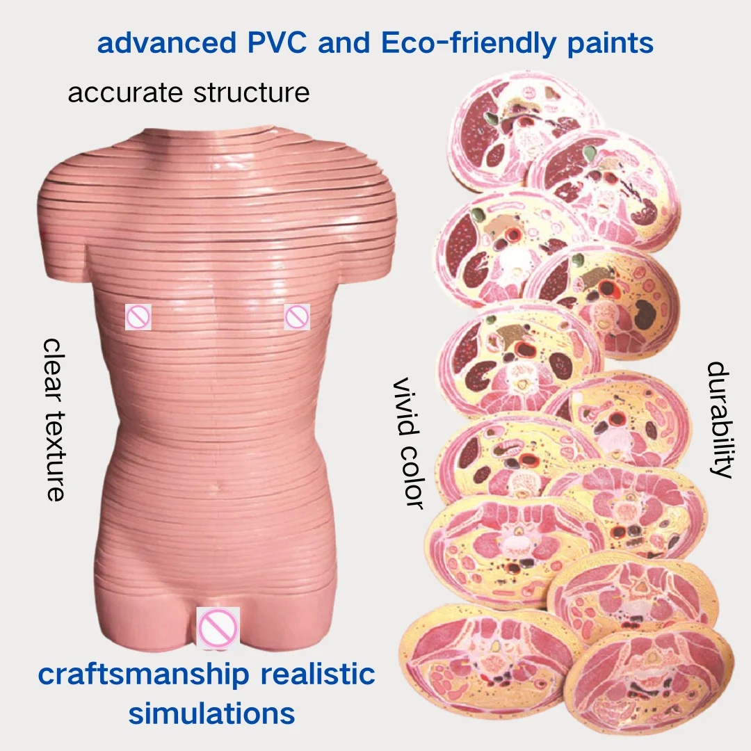 Dissection Model of Male Trunk Transection Layer Medical Science Human Torso Horizontal Tomographic Anatomical Simulator Medico