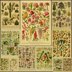 Antique Botanical Illustration Poster Bird Fruit Plants Flowers Prints Vintage Home Room Kitchen Garden Decor Art Wall Painting