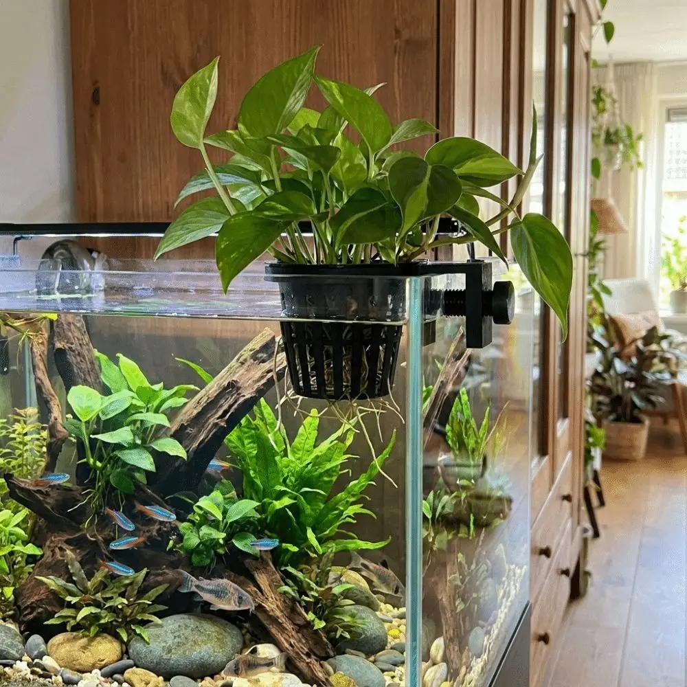 Top Hanging Aquarium Plant Holder Screw Clamp/Suction Cup Wall-Mounted Hydroponic Planting Basket Soilless Cultivation Plastic