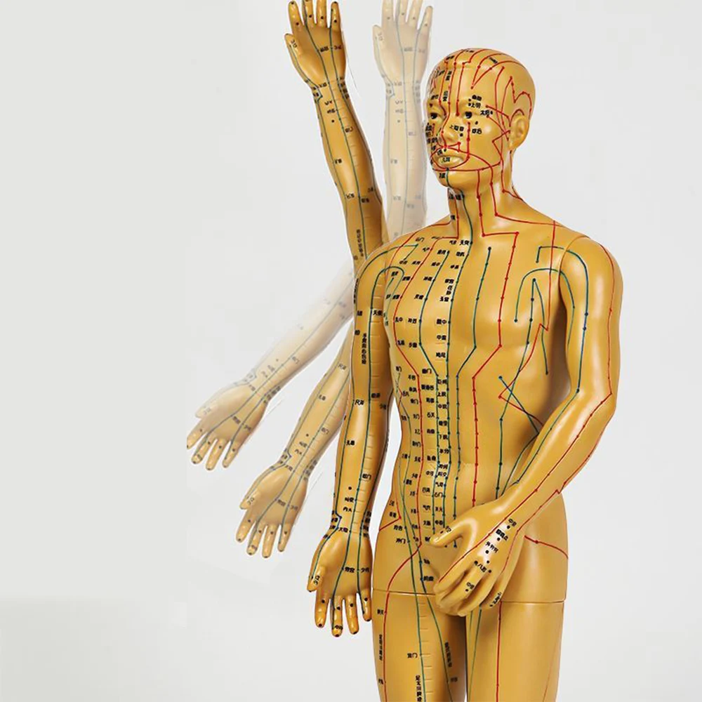 52CM/40CM Human Body Acupuncture Model Man/Woman Meridians Model Chinese Medicine Teaching Medical Education Appliances 2Color