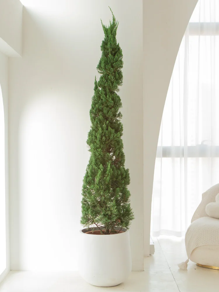 شجرة عيد الميلاد Longbai Platycodon خضراء حقًا، الفناء جيد لرفع Arborvitae دائمة الخضرة