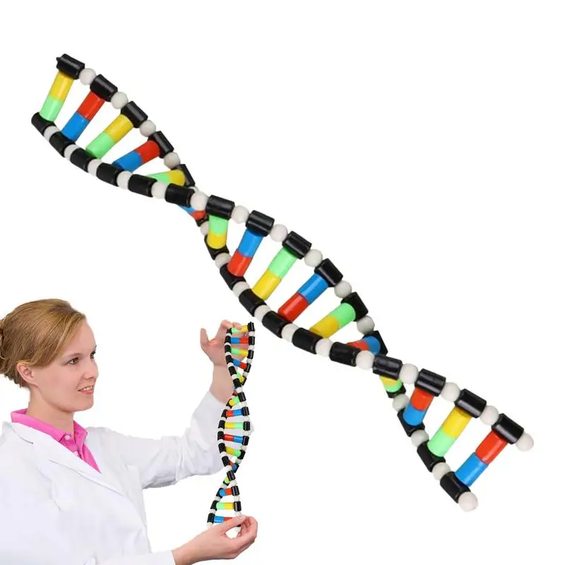 Kit de modelo de DNA portátil, juguetes de doble hélice, juegos educativos de DNA, decoración de aula de biología, juguete de aprendizaje interactivo para