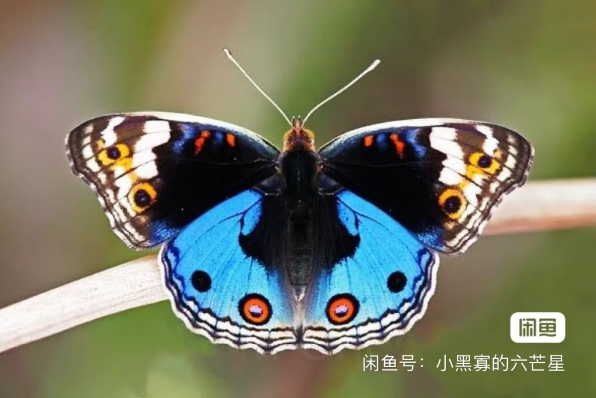 Junonia orithya emerald  Specimen A1/A-Real Butterfly Insects Photography Collection Nature Gifts home decor