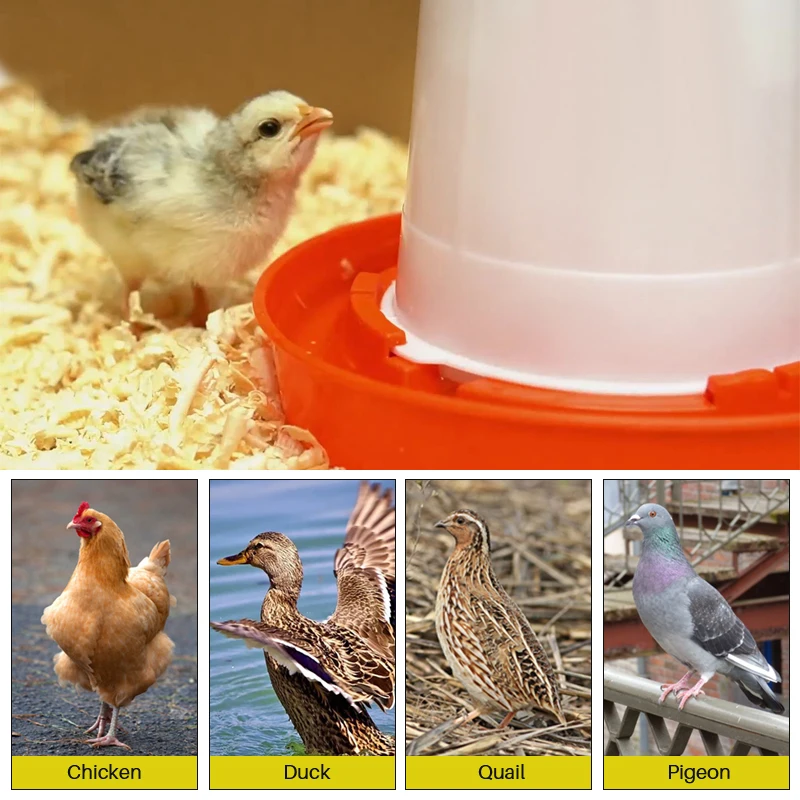 Automatic Chicken Drinking Goblet Bucket 3L Capacity Plastic 5