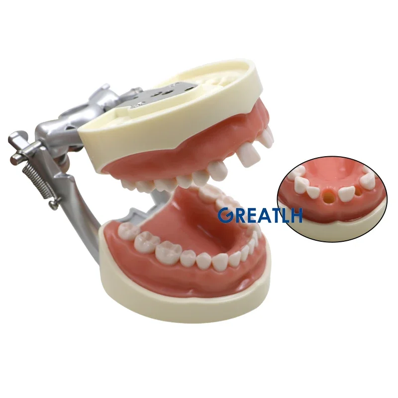 GREATLH-Dentes Dentais Modelo com Dente Removível, Prática Dentária, Treinamento, Estudar, Instrumento de Odontologia, 32 Dentes