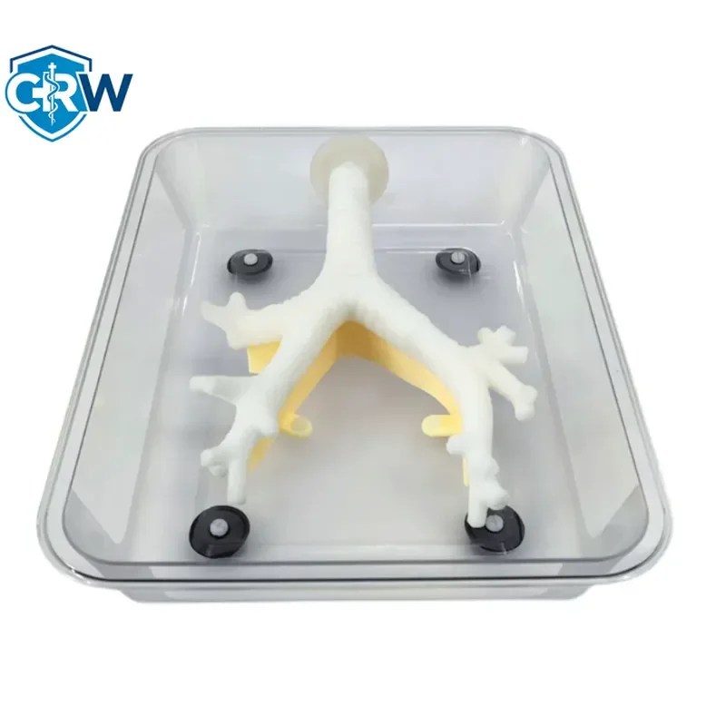CRW Bestselling Medical Science Bronchoscopy Training Model for Teaching Fibrous Bronchoscopy Exercise Secondary