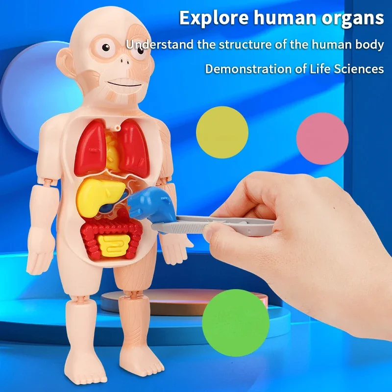 15 pçs conjunto montessori brinquedos crianças ciência educação corpo humano órgão anatomia modelo diy montado brinquedos médicos ferramentas de ensino