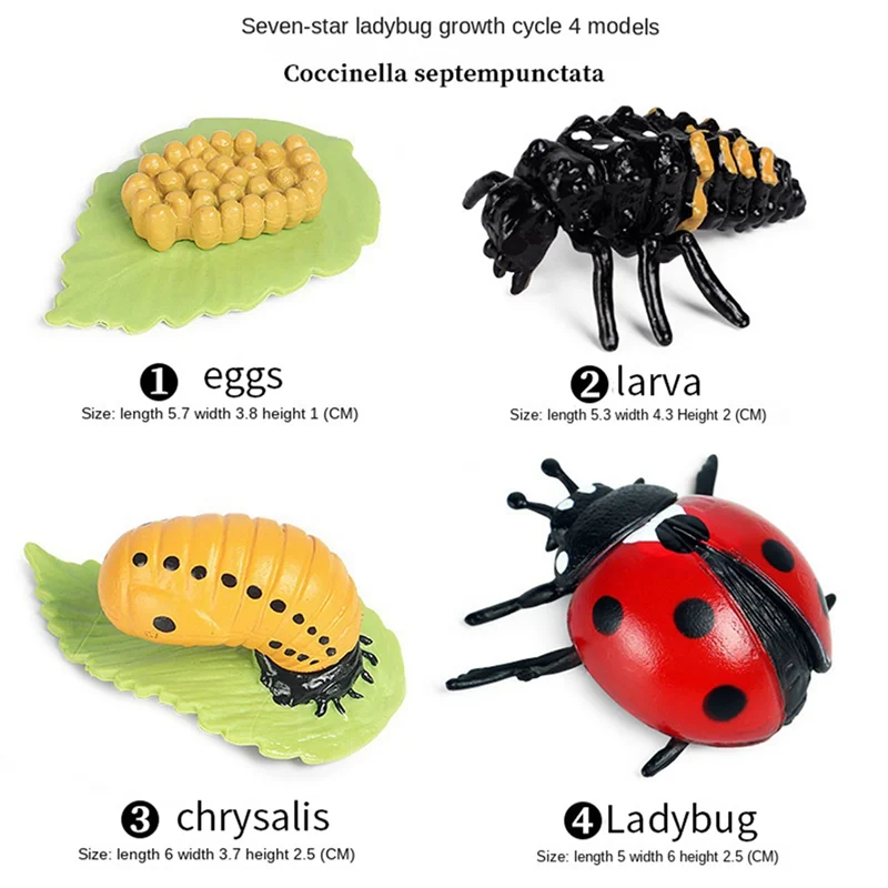 AB46-40X Life Cycle Figurines Of Butterfly Spider Bee Ladybug Dragonfly, Plastic Insect Bug Figures Toy, For Kids