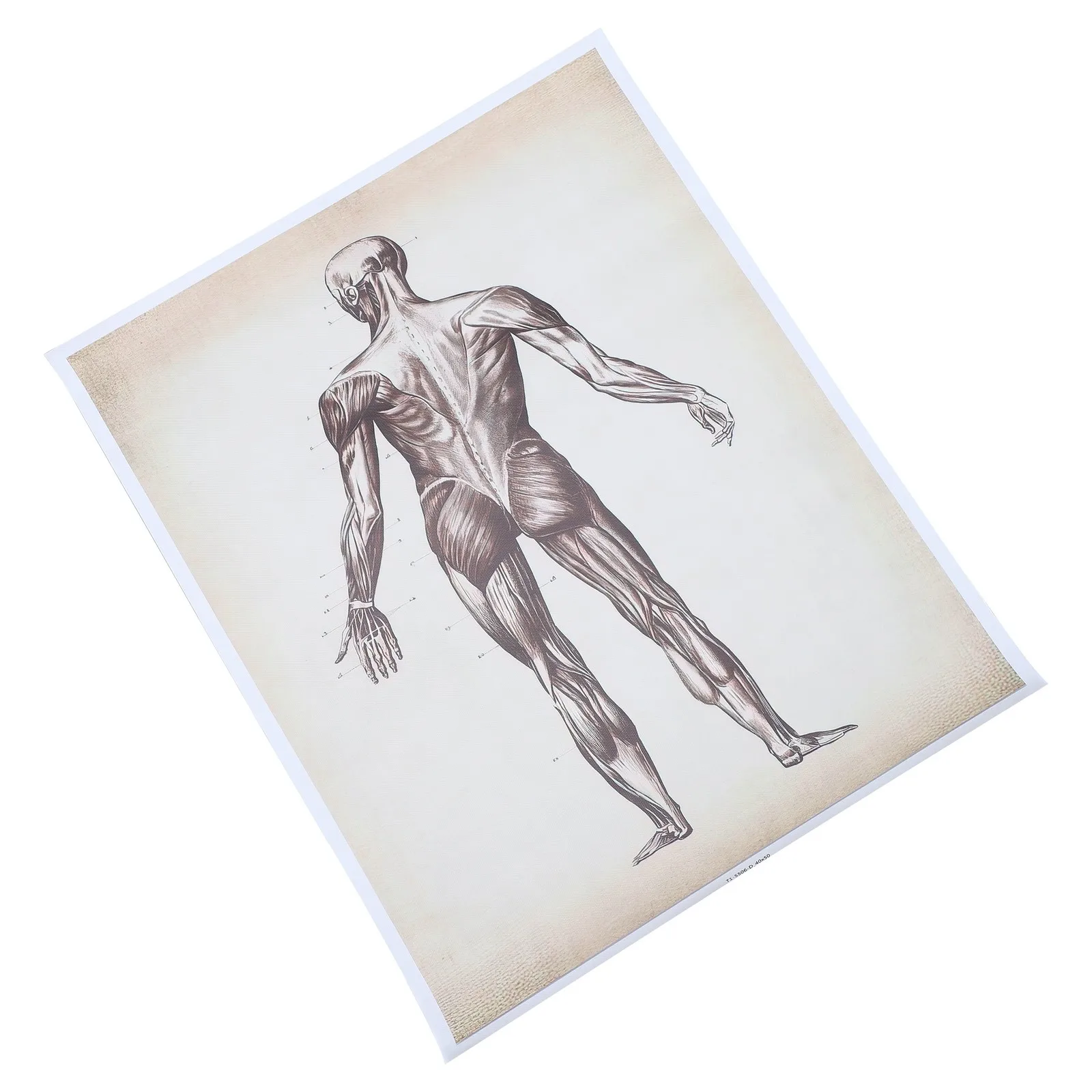 Human Anatomy Poster Clear Font Canvas Material Teaching Poster Wall Hanging Decor School Classroom Human Brain Anatomy Chart view 2