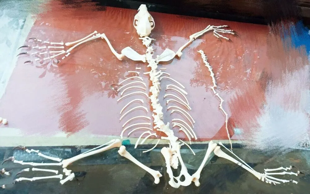 1Pcs Vulpes vulpes Red Fox, Silver Fox, Cross Fox Skull complete animal skeleton specimen