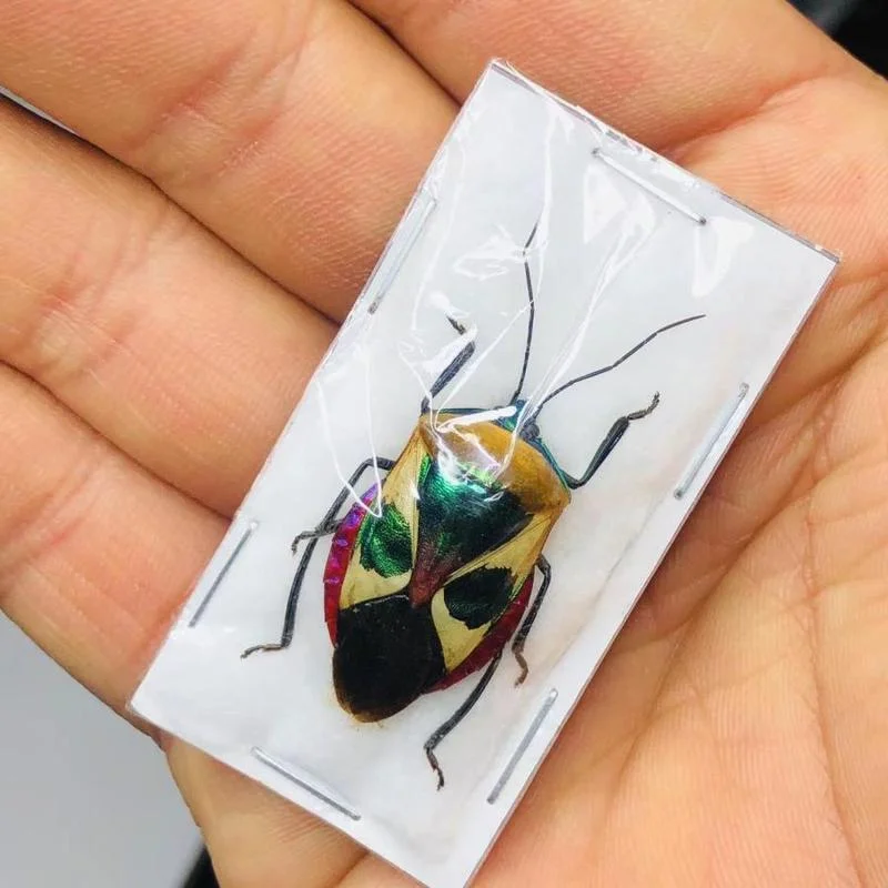 Catacanthus nigripes, a metal faced stink bug, is a collection of foreign insect specimens and Hemiptera handicrafts homedecore