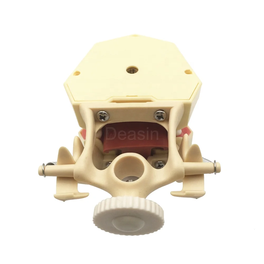 Teeth Model Tooth Small Frasaco AG3 Teaching Model for Studying 32pcs Ce Resin 1 YEAR Manual Online Technical Support Class II